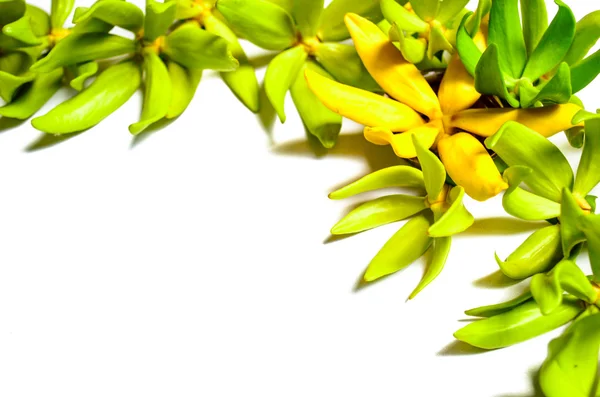 ylang ylang çiçek.