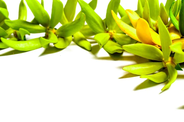 ylang ylang çiçek.