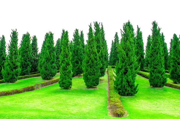 Pinheiros em forma em um jardim cultivado . — Fotografia de Stock