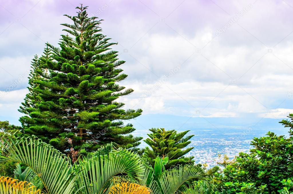 Fir trees and ferns overlooking Ching Mai