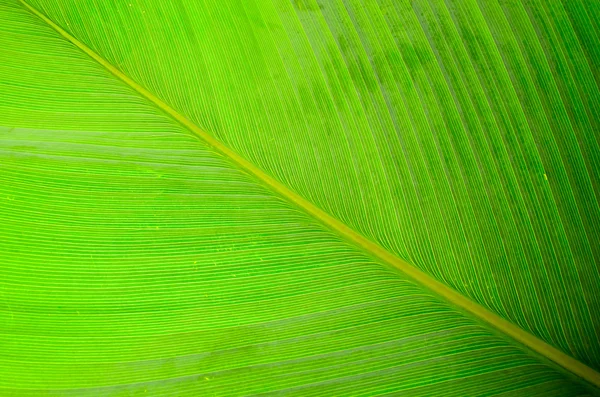 Close-up of fern leaf — Stock Photo, Image