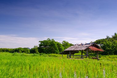 Tayland 'da pirinç tarlası