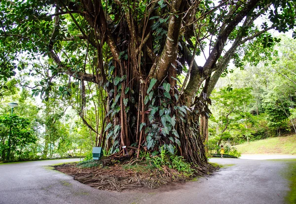 Arbre avec racines extérieures — Photo