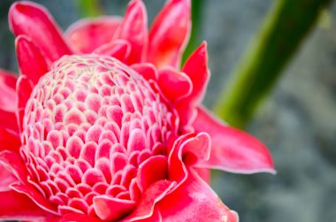 Tek kırmızı çiçek