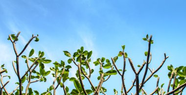 Frangipani ağaç ve gökyüzü