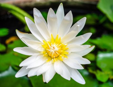 Lotus çiçeği
