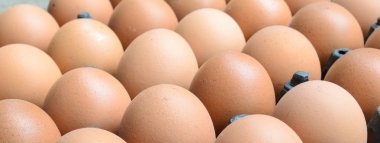 Tray of Hen's Eggs clipart