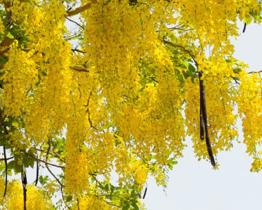 altın duş çiçekleri