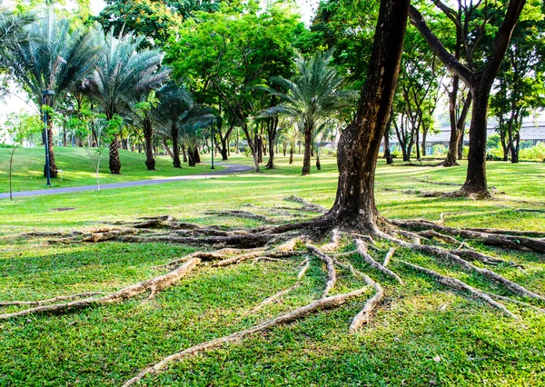 Sprawling Tree Roots — Stock Photo, Image