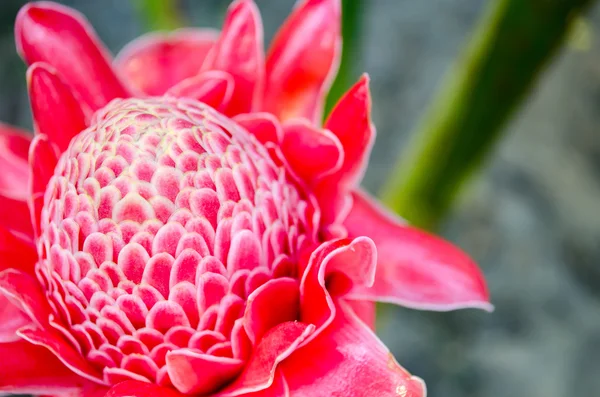 Flor vermelha única — Fotografia de Stock