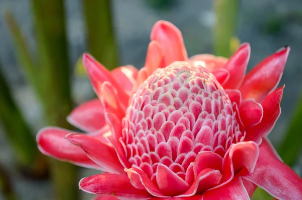 Flor vermelha única — Fotografia de Stock