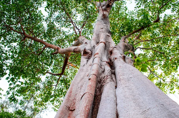 Tronco d'albero e fogliame — Foto Stock