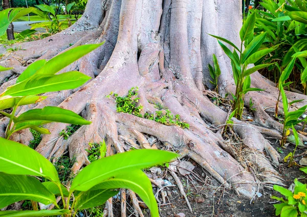 Raices de árbol en expansión — Foto de Stock