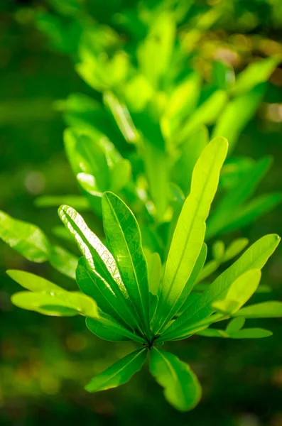 Πράσινο φυτό βγαλμένα φύλλα — Φωτογραφία Αρχείου