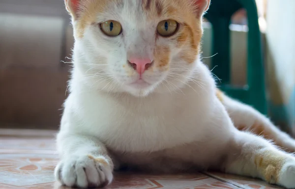 Jengibre y gatito blanco — Foto de Stock