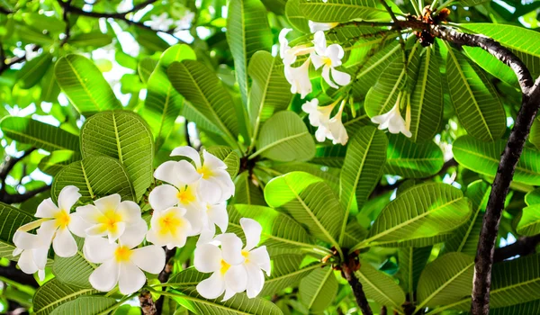 Árvore de Frangipani — Fotografia de Stock