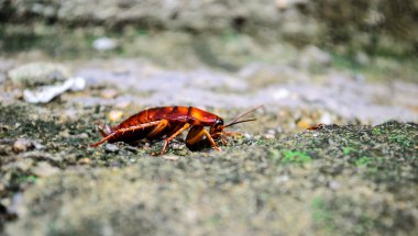 Kırmızı hamamböceği