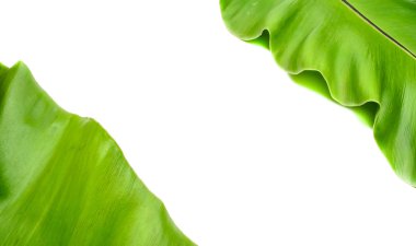 Eğreltiotu yaprakları kuşlar yuva