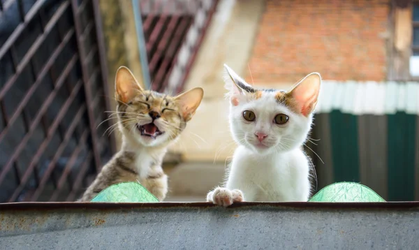 İki genç yavru kedi