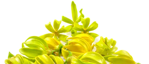 ylang ylang çiçekler