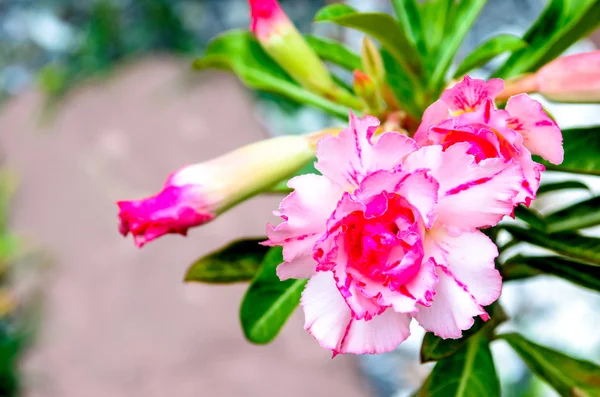 Impala Lilienblüten — Stockfoto