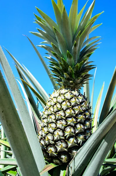Pineapple Plant in Field — Stock Photo, Image