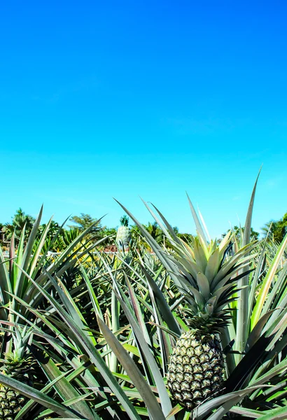 Ananas bitki alanında