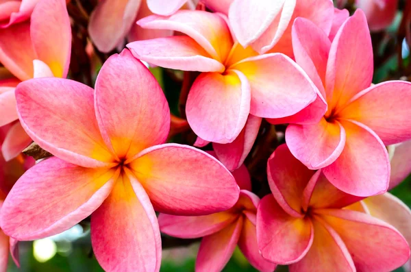 Flor de Plumeria Flores — Foto de Stock