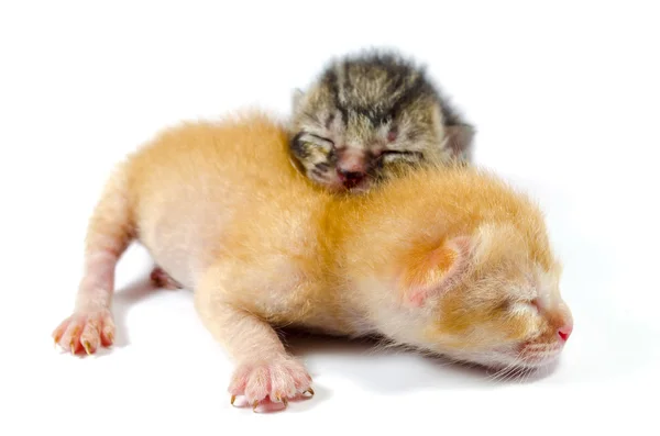 İki newborn yavru kedi