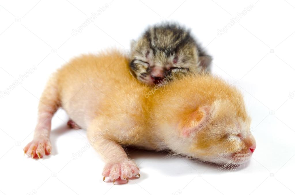 Two Newborn Kittens