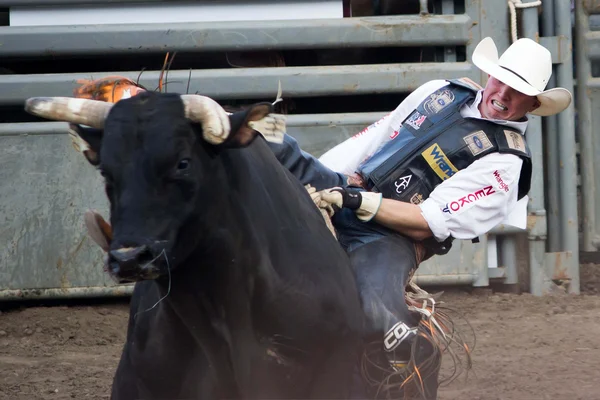 California Bull RiderCavaleiro de touro famoso que Ryan Mcconnell monta um touro negro chamado sem vergonha em um evento Carodeo Professional Bull Riding na Califórnia de Salinas em julho de 2013 — Zdjęcie stockowe