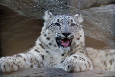 Snow Leopard cub clipart