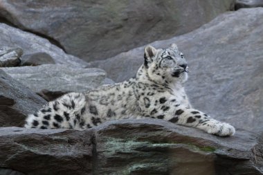 Snow Leopard cub clipart