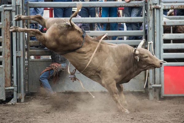 Toro loco — Foto de Stock