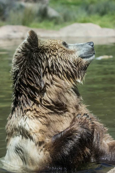 Patriot Bear — Stock Photo, Image