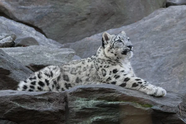 Filhote de leopardo da neve — Fotografia de Stock