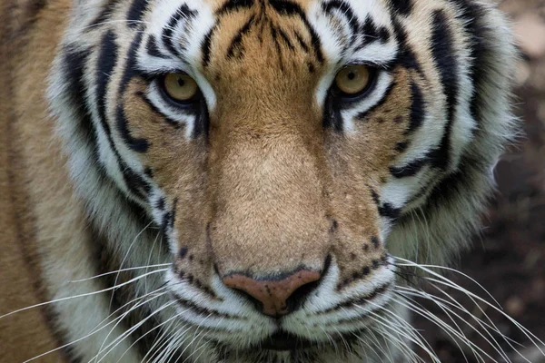 Tiger Tiger — Stockfoto