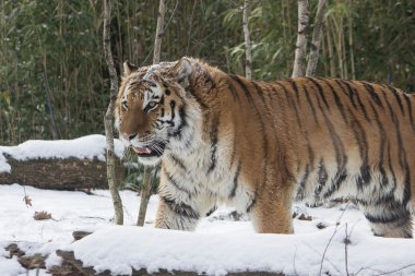 Sibirya Amur