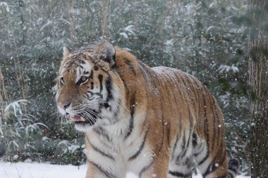Amur kaplanı-kar