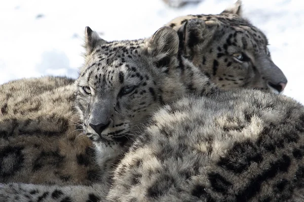 Leopardos jóvenes — Foto de Stock