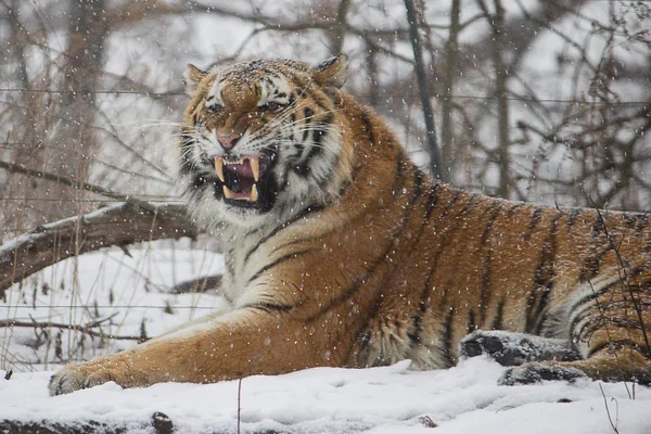 Blizzard Cat — Stock Photo, Image