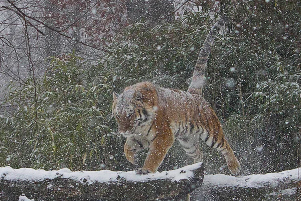 朱诺猫 — 图库照片