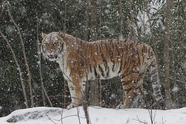 Schnee gesegnet — Stockfoto