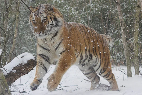 Amur kaplanı-kar — Stok fotoğraf