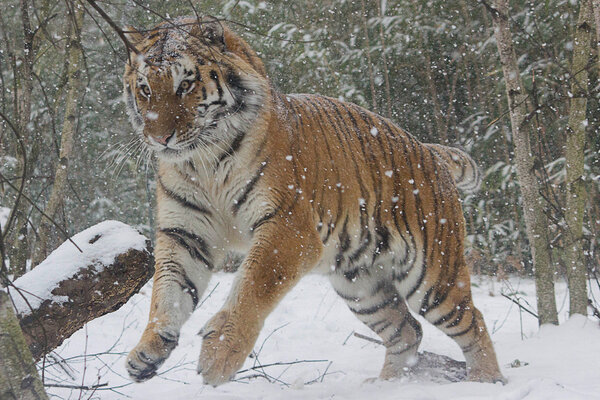 Amur Tiger- snow