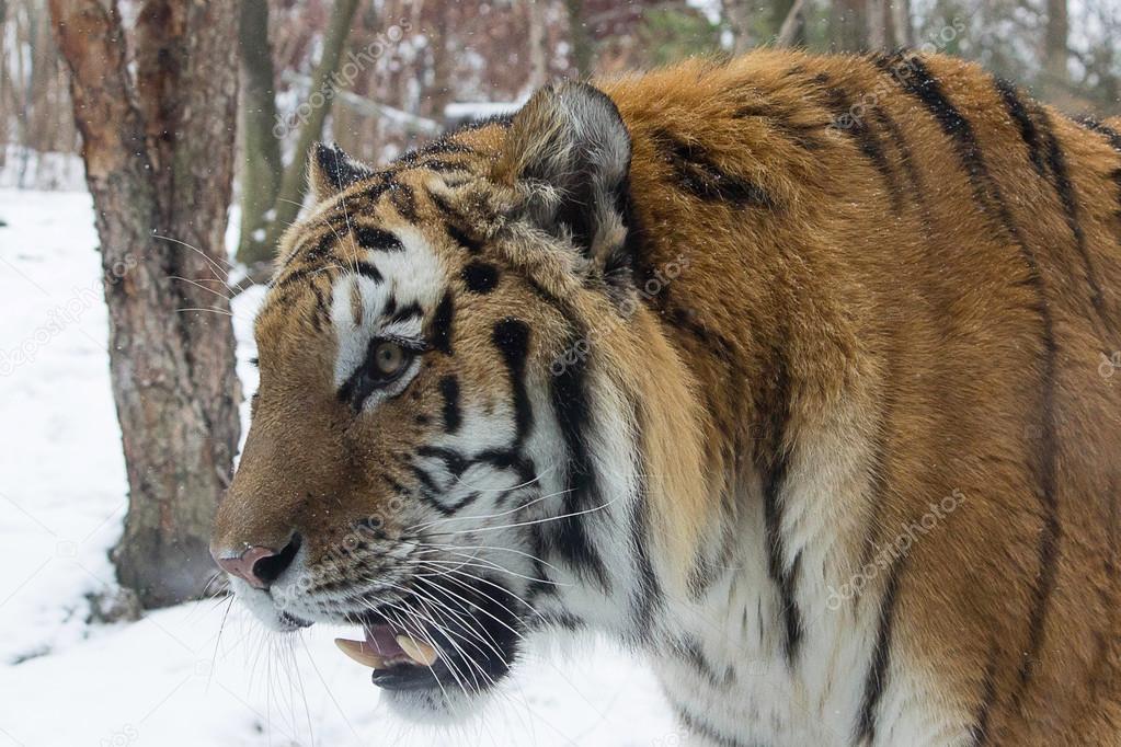Siberian Tiger- close-up