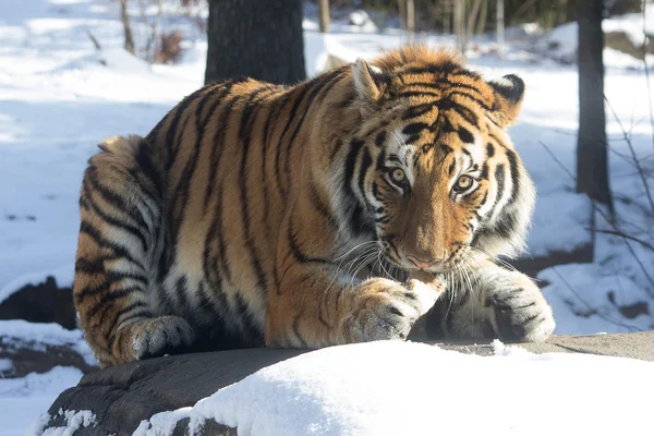 雪猫 — 图库照片