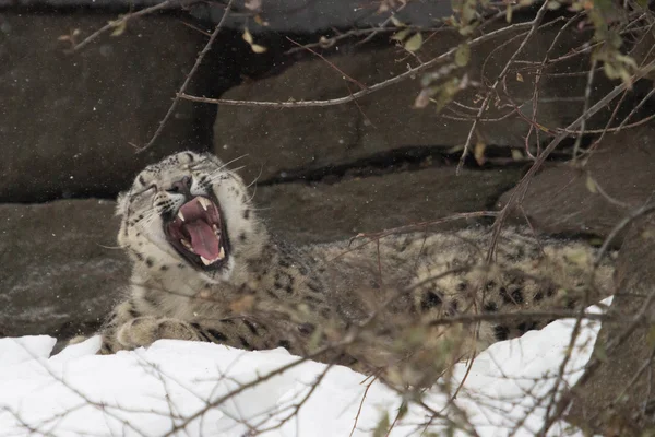Leopard de zăpadă — Fotografie, imagine de stoc