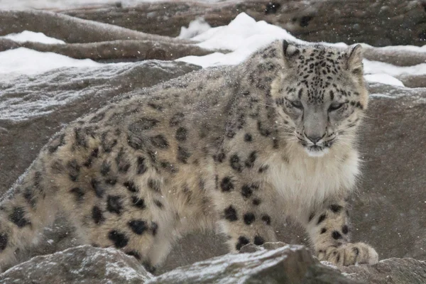 Leopardo de la nieve — Foto de Stock