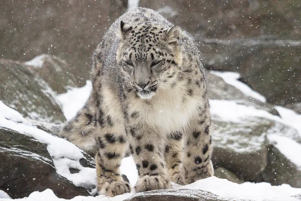 Leopardo da neve — Fotografia de Stock